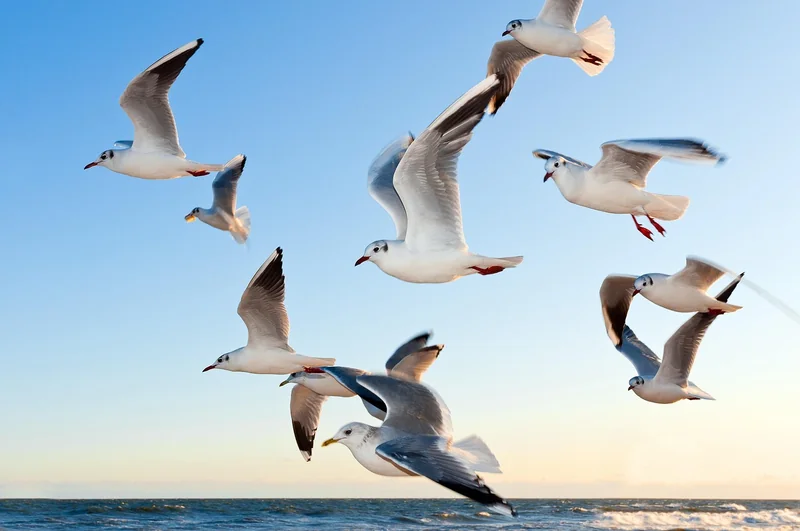 Découvrez pourquoi Birdy Auchan révolutionne vos courses en 2026 !