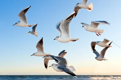Découvrez pourquoi Birdy Auchan révolutionne vos courses en 2026 !