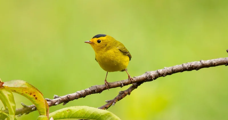 Cegid Life et l'ancien monde : migration et différences